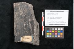 Foto (Objekt + Etikett) von Equisetum arenaceum Jaeg. (NHMW-GEO-2024-0188-10614)